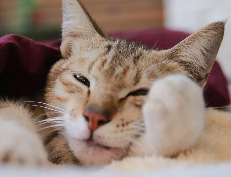 Katze im warmen Tageslicht