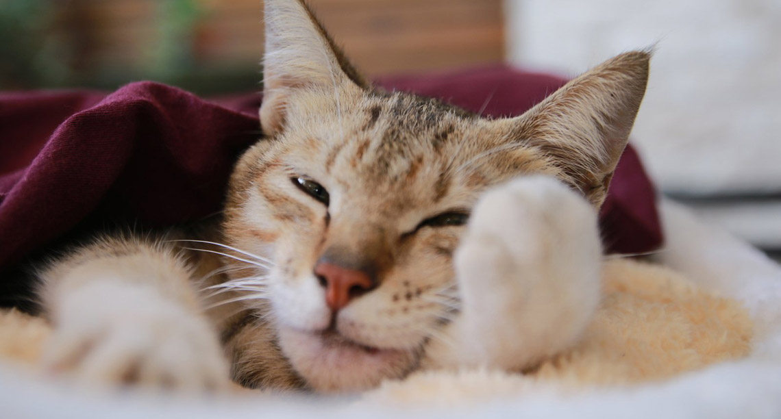 Katze im warmen Tageslicht